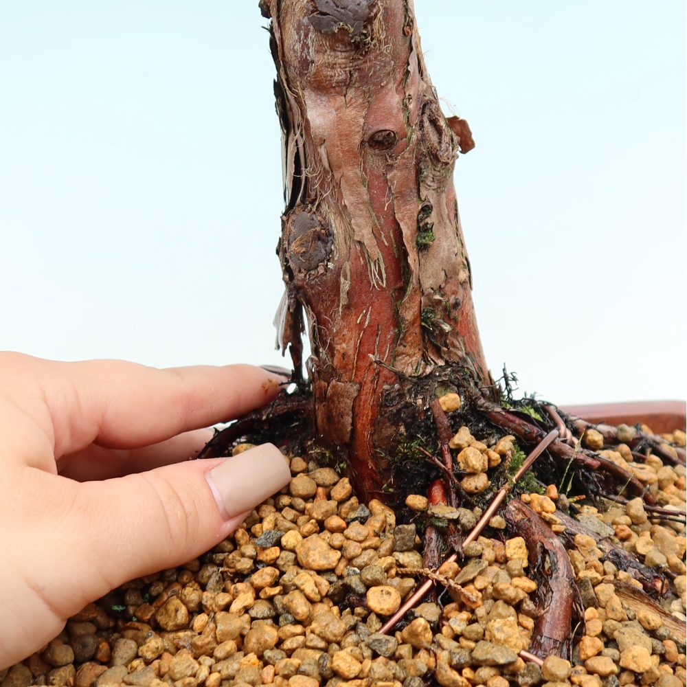 Bonsai für draußen - Juniperus chinensis Kishu