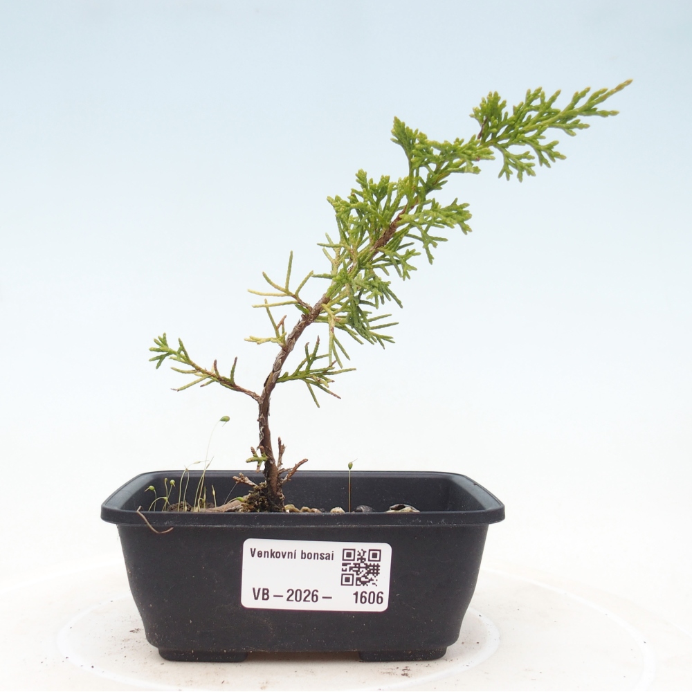 Bonsai für draußen - Juniperus chinensis Itoigawa
