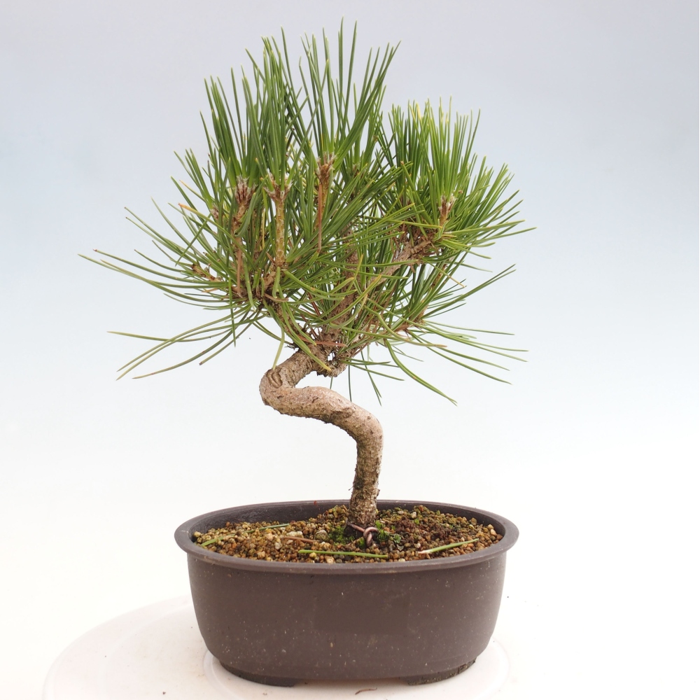 Bonsai im Freien - Pinus thunbergii - Thunbergia-Kiefer