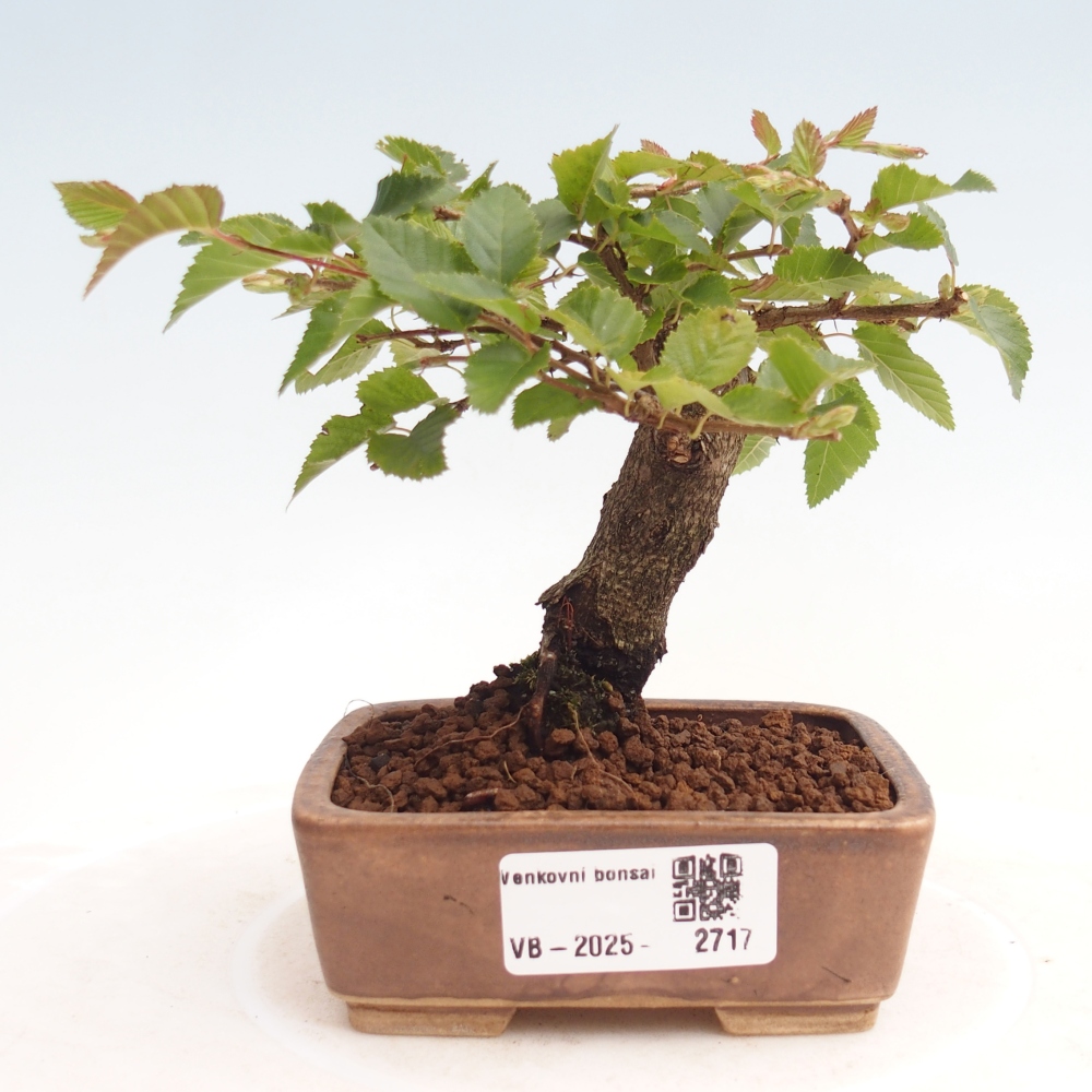 Outdoor-Bonsai -Carpinus CARPINOIDES - Koreanisch Hainbuche