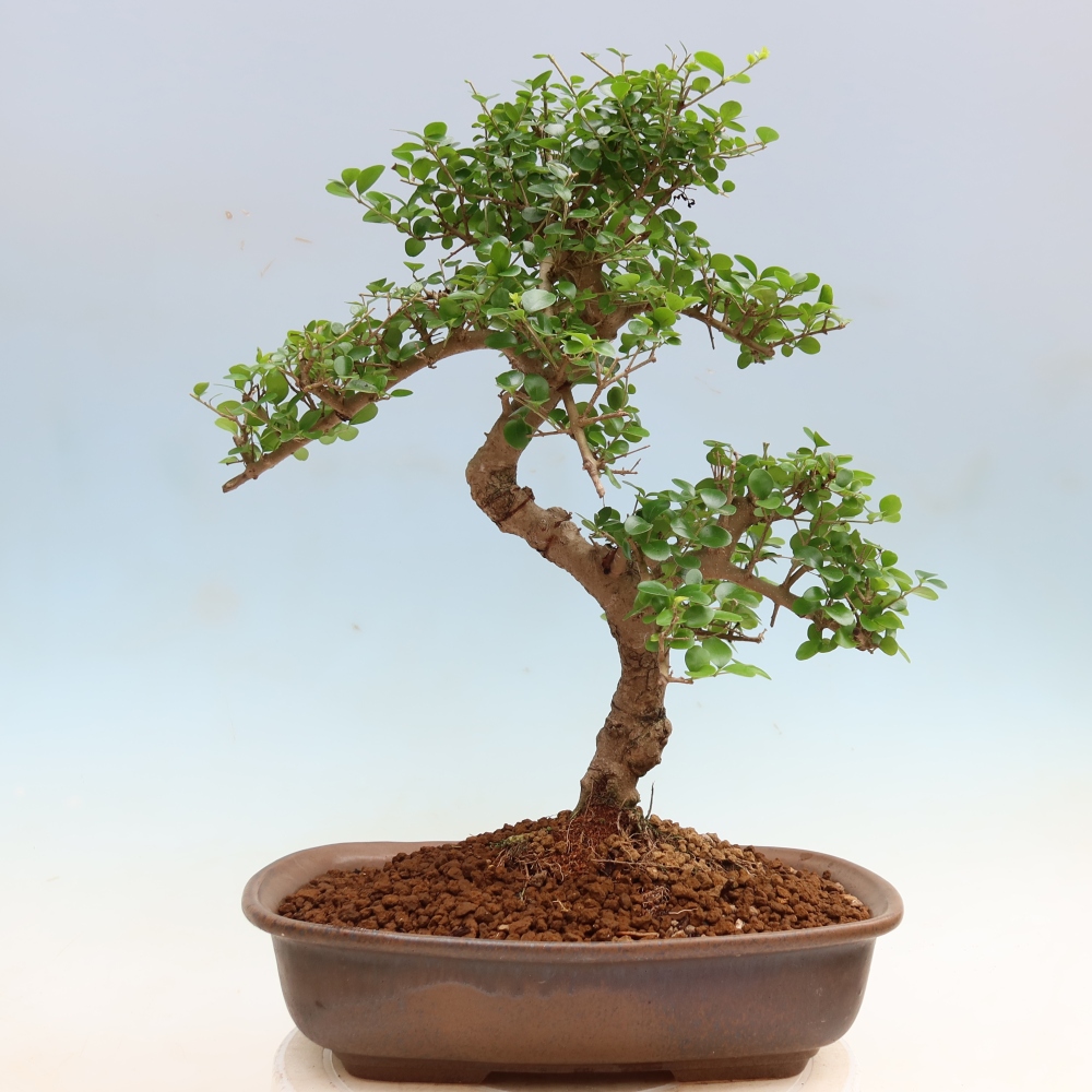 Zimmerbonsai -Ligustrum retusa - Kleinblättriger Vogelschnabel