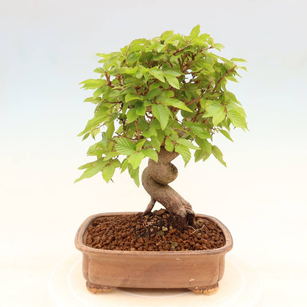 Bonsai für draußen - Karpinus Coreana - Koreanische Hainbuche
