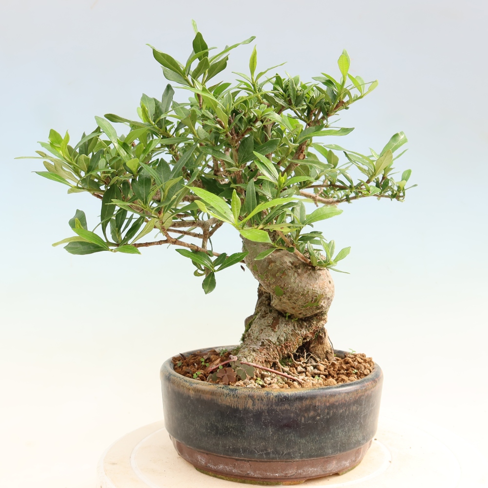 Zimmer Bonsai - Gardenia jasminoides-Gardenia
