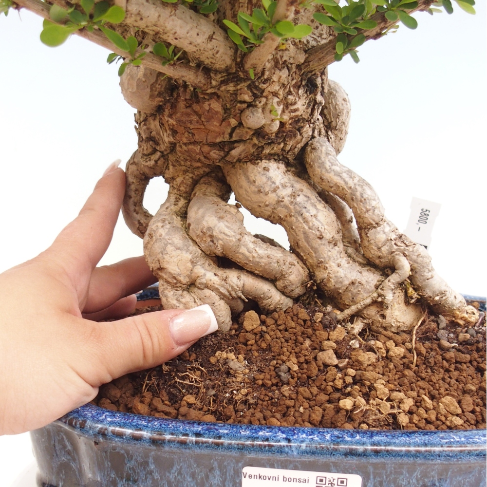 Bonsai für draußen - Berberis coreana