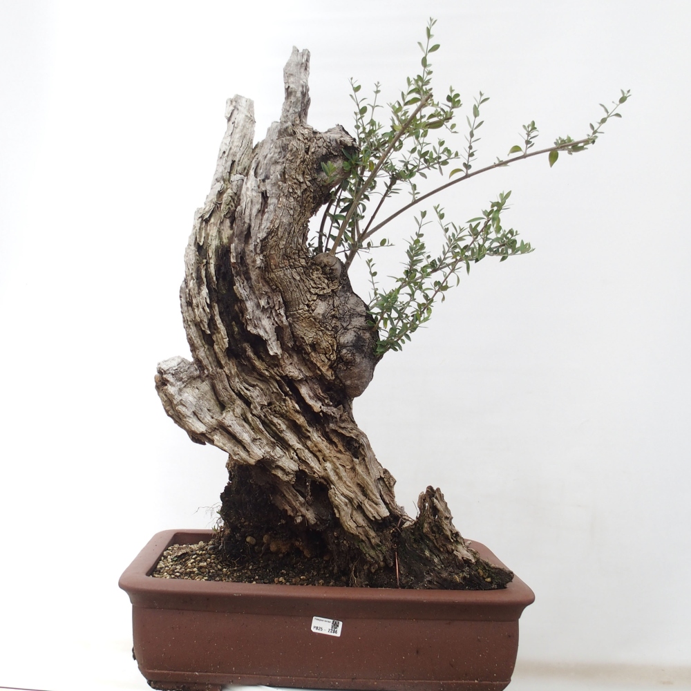 Indoor-Bonsai - Olea europaea sylvestris - Europäisches kleinblättriges Olivenöl