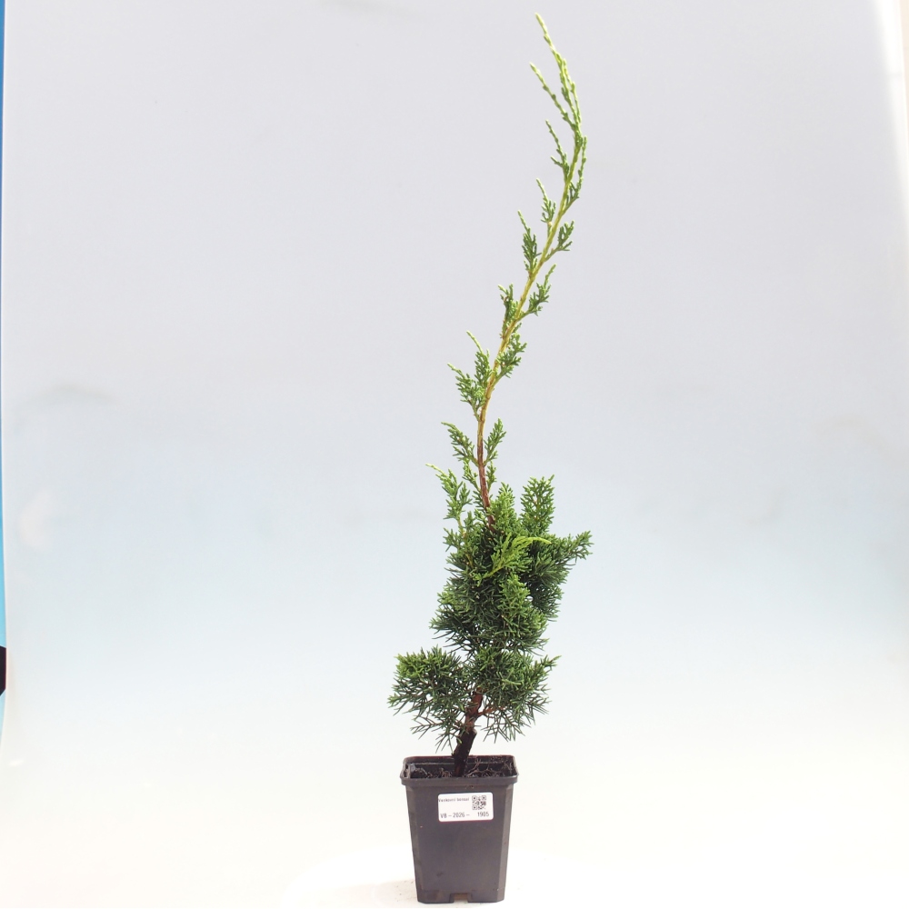 Bonsai für draußen - Juniperus chinensis Kishu