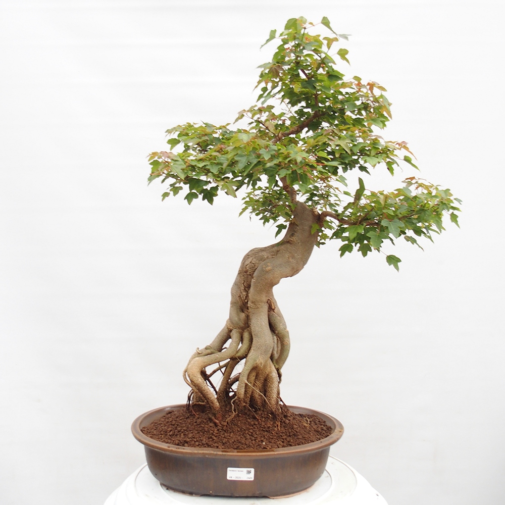 Bonsai im Freien - Ahorn Buergerianum - Burger Maple