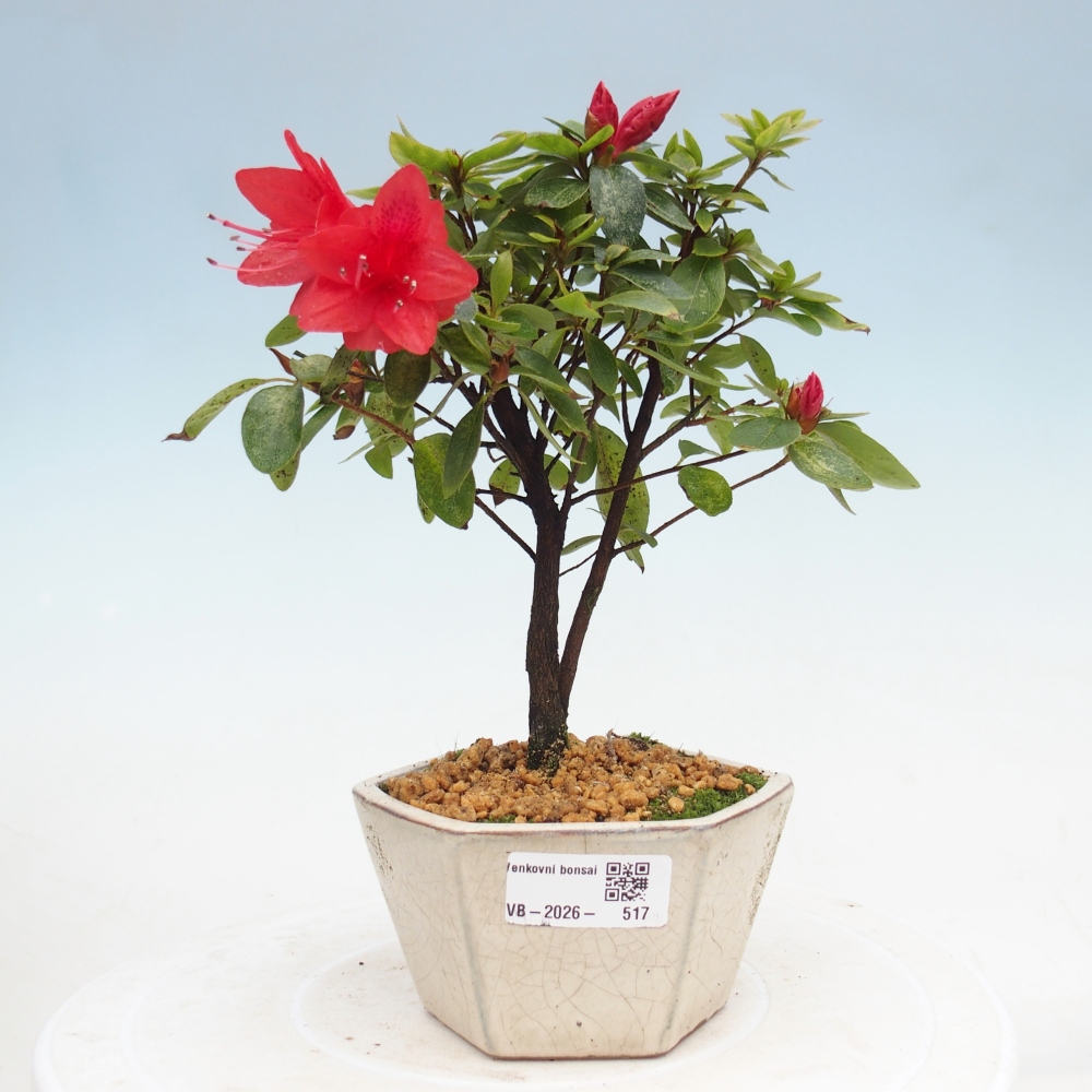 Bonsai für draußen - Japanische Azalee - Azalea sp.