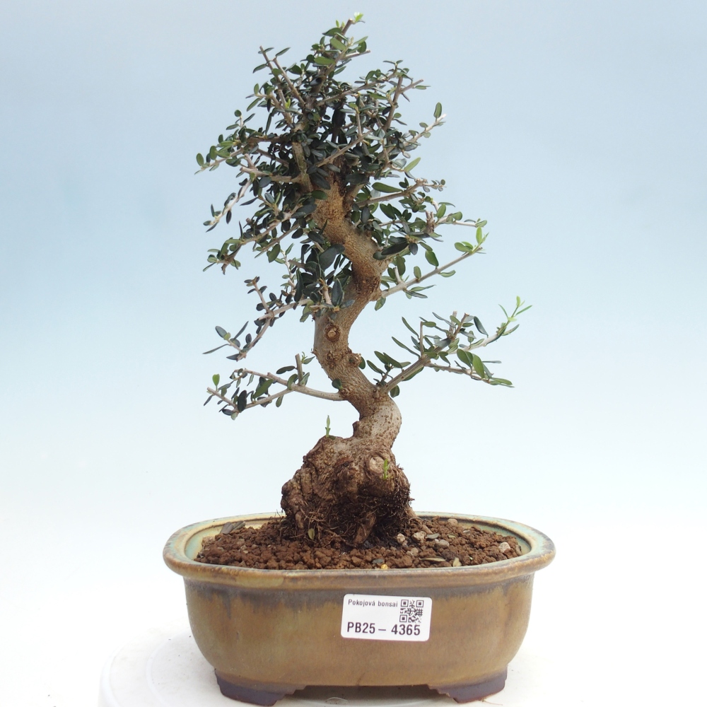Zimmerbonsai - Olea europaea sylvestris