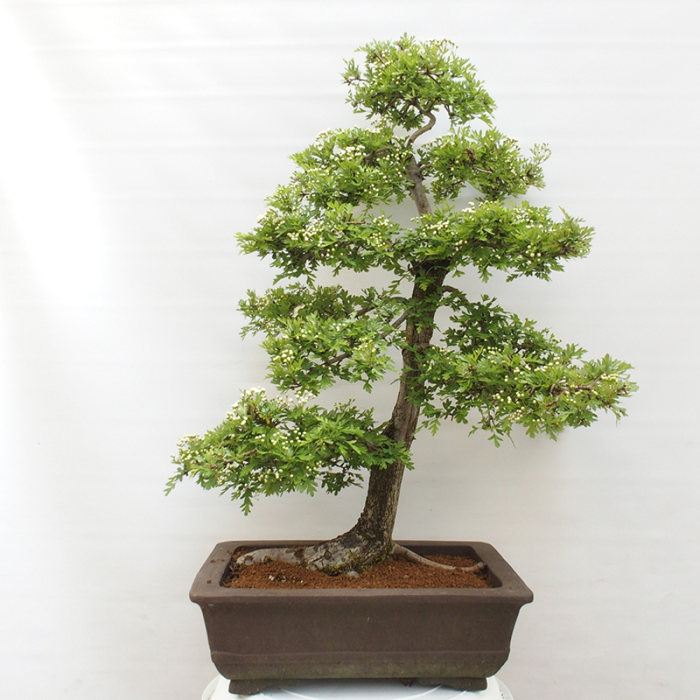 Bonsai im Freien - Weißdorn - Crataegus monogyna