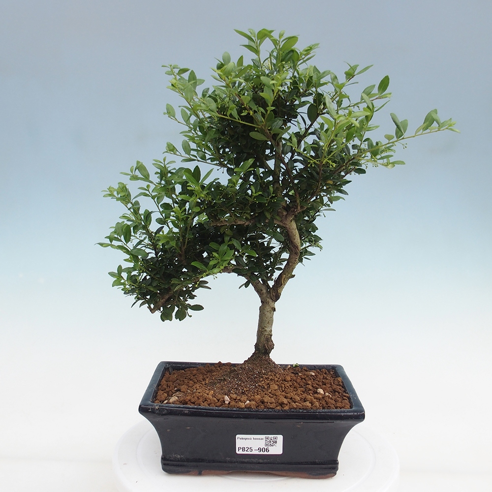 Zimmerbonsai - Ilex crenata - Holly