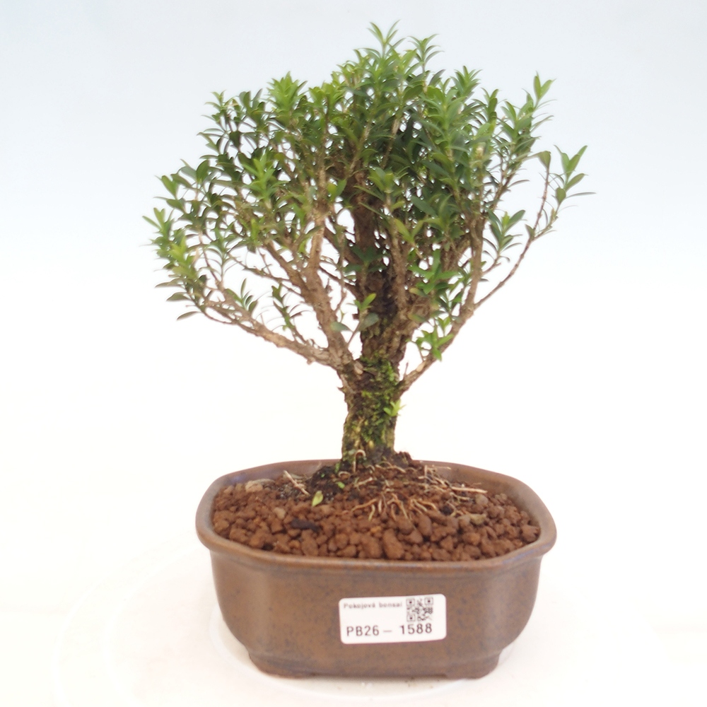 Zimmer Bonsai - Buxus harlandii - Korkbuxus