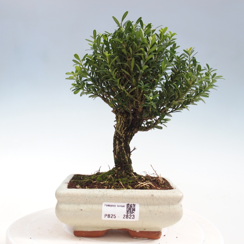 Zimmer Bonsai - Buxus harlandii - Kork Buchsbaum