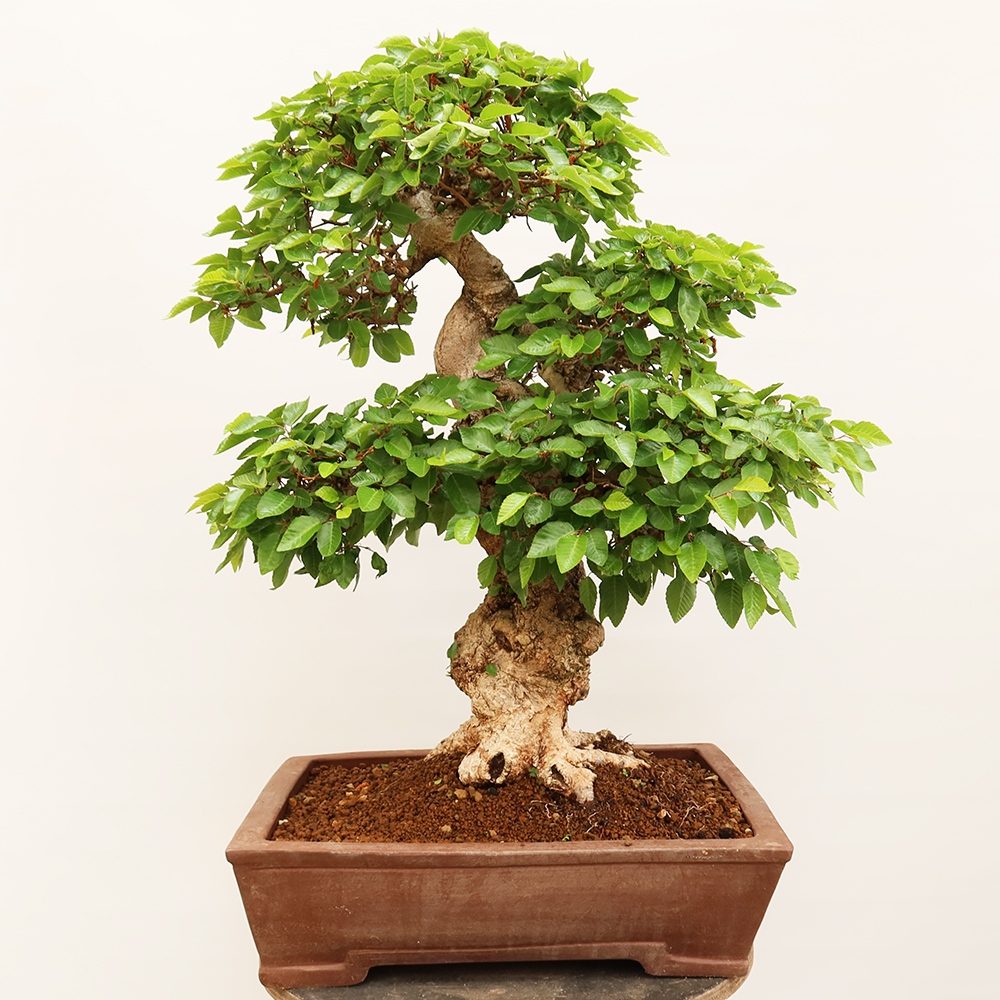 Bonsai im Freien - Carpinus Coreana - Koreanische Hainbuche