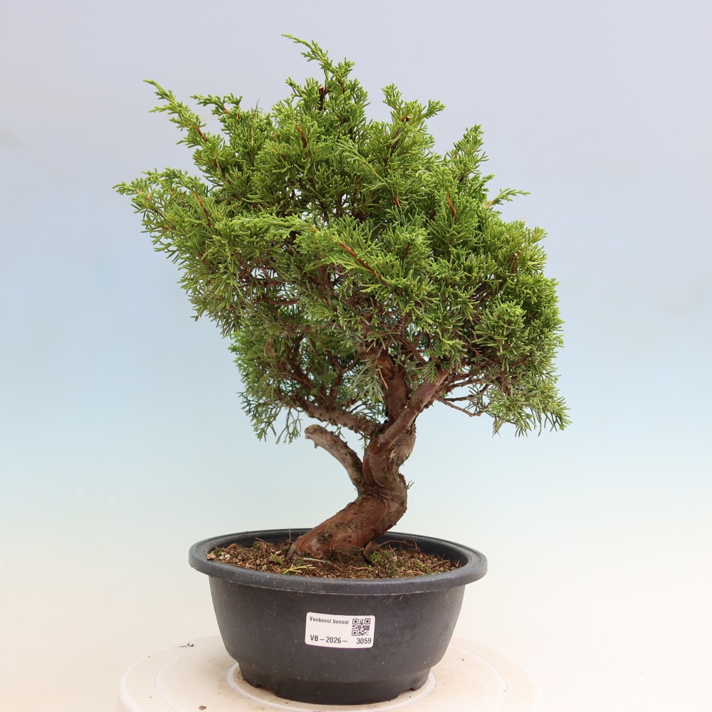Bonsai für draußen - Juniperus chinensis Itoigawa-Juniperus chinensis