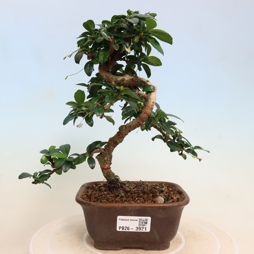 Zimmer-Bonsai - Carmona macrophylla - Tee-Fuki