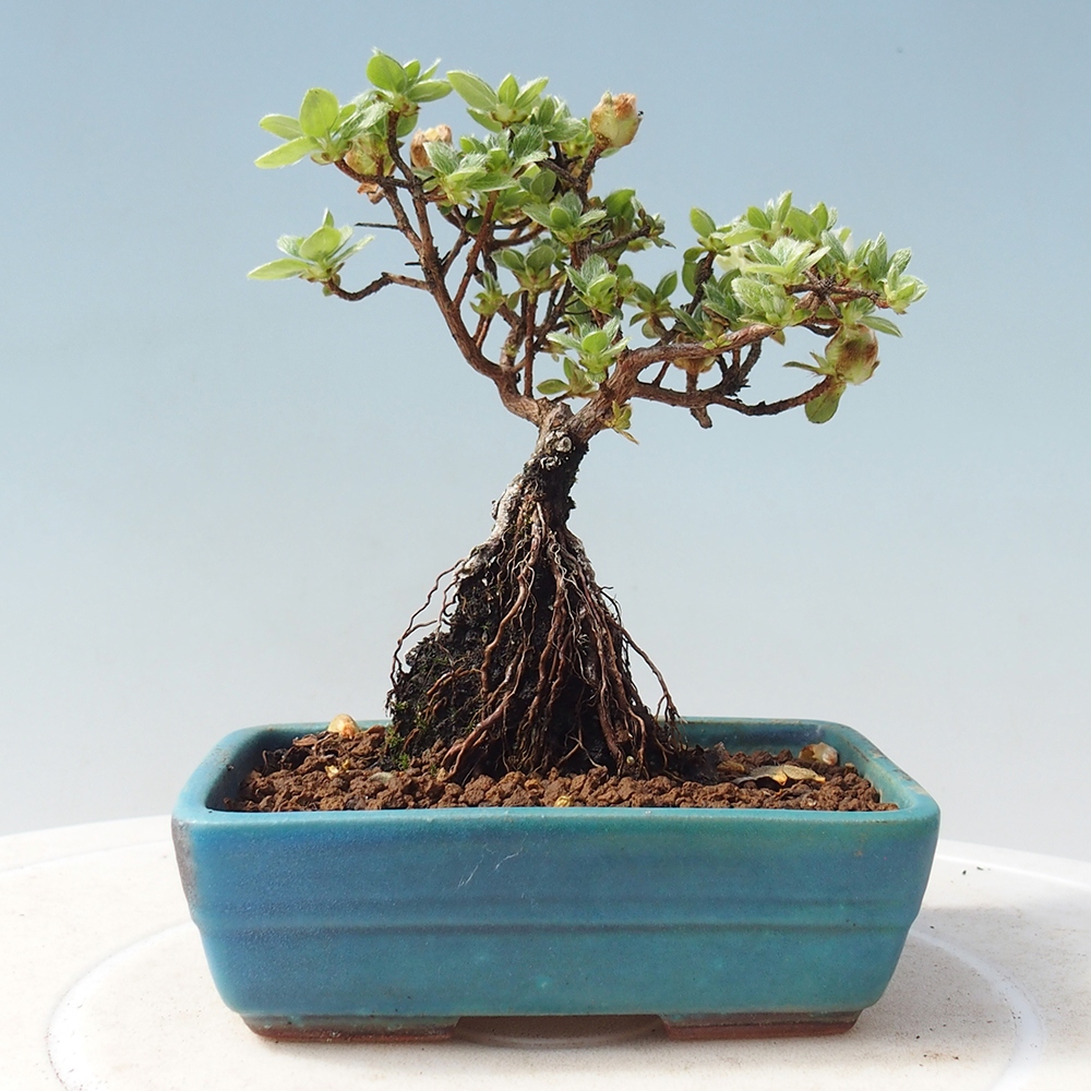 Outdoor-Bonsai - Rododendron indicum - Japanische Azalee