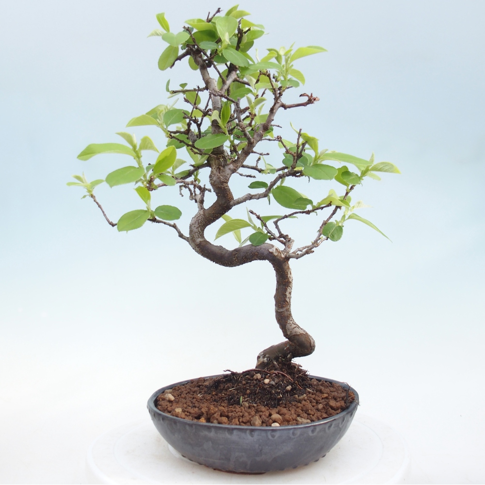 Bonsai für draußen - Chaneomeles chinensis
