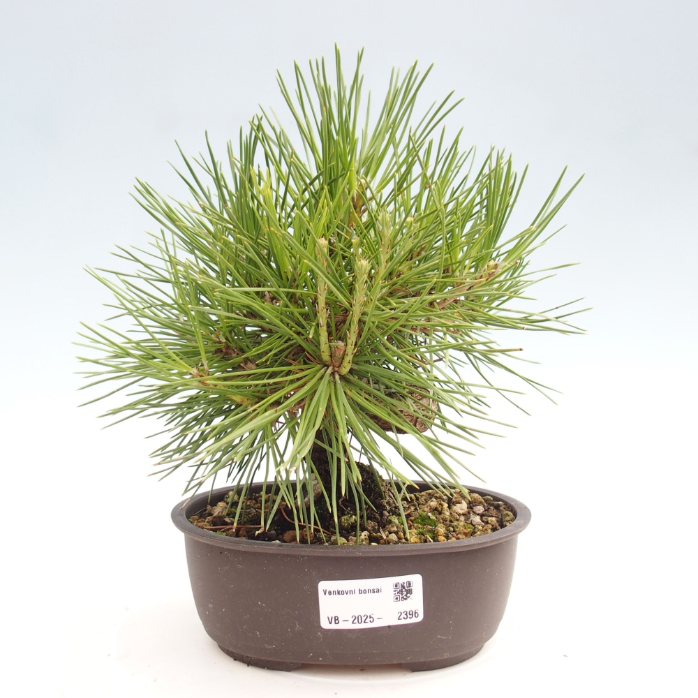 Bonsai im Freien - Pinus thunbergii - Thunbergia-Kiefer