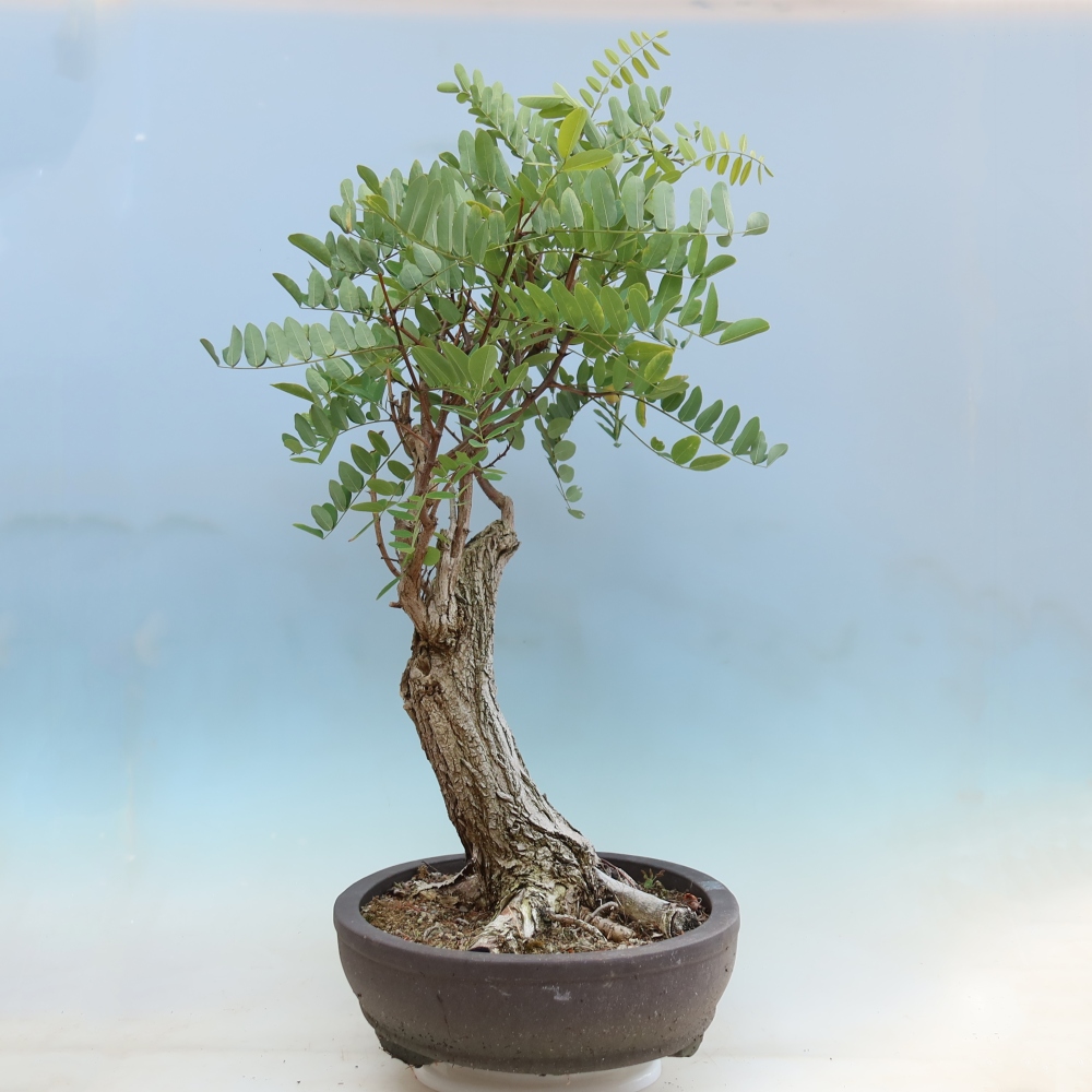 Bonsai für draußen - Dorn-Akazie - Robinia pseudoacacia
