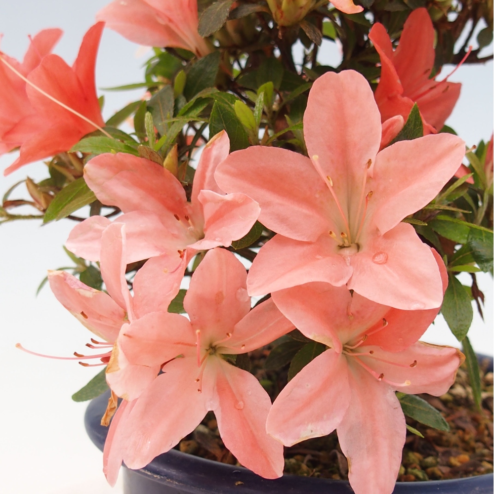 Bonsai im Freien - Japanische Azalee - Azalea Nikko
