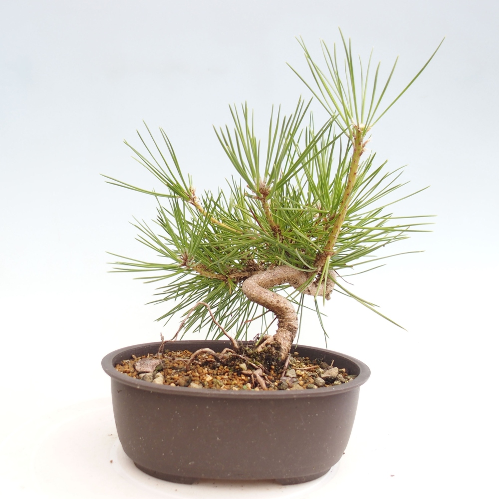 Bonsai im Freien - Pinus thunbergii - Thunbergia-Kiefer