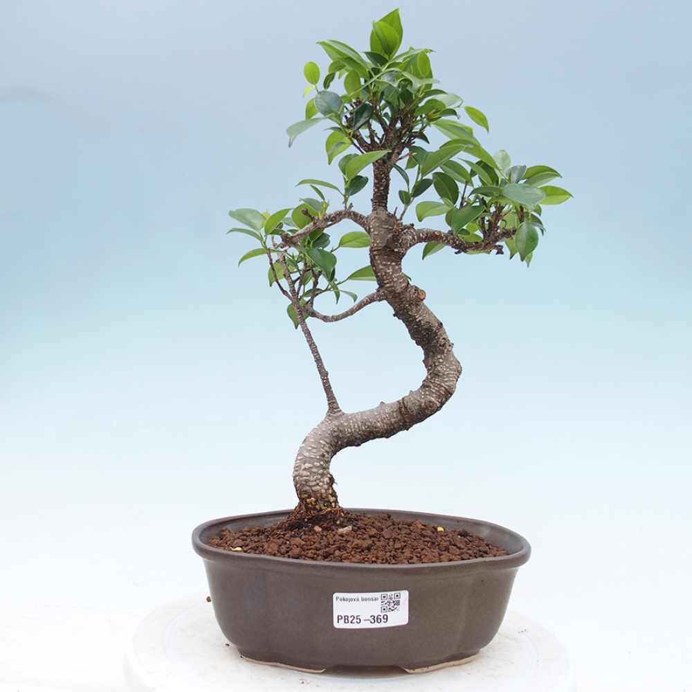 Indoor-Bonsai - Ficus retusa - kleiner Ficus