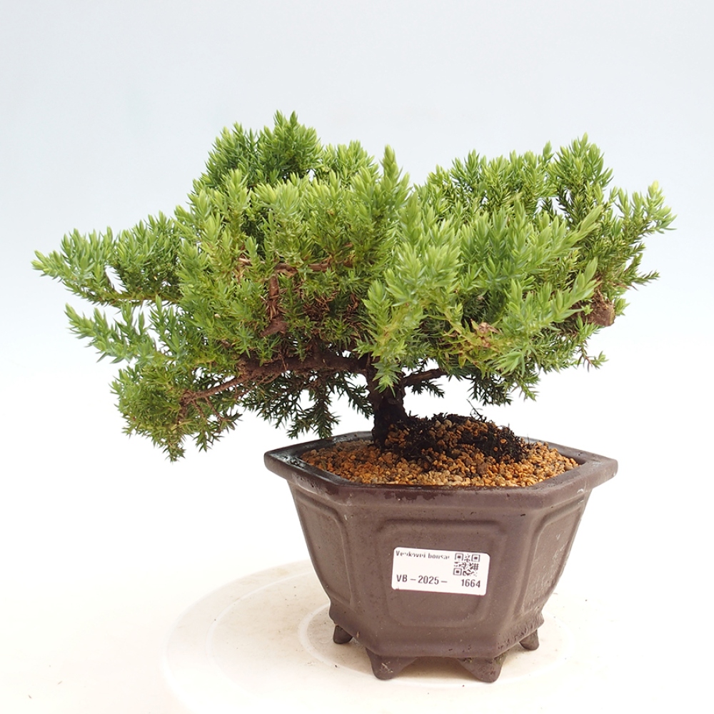 Bonsai im Freien - Juniperus procumbens - Niedergeworfener Wacholder