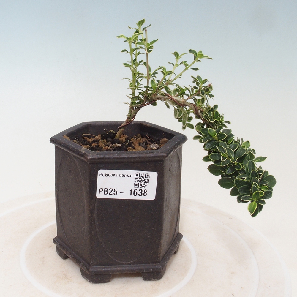 Zimmerbonsai - Serissa foetida Variegata - Baum der tausend Sterne