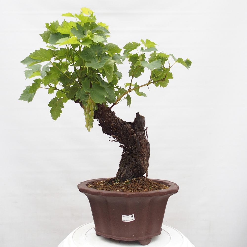 Bonsai im Freien - Vitis vinnifera MUSKAT ITALIA  - Weinrebe