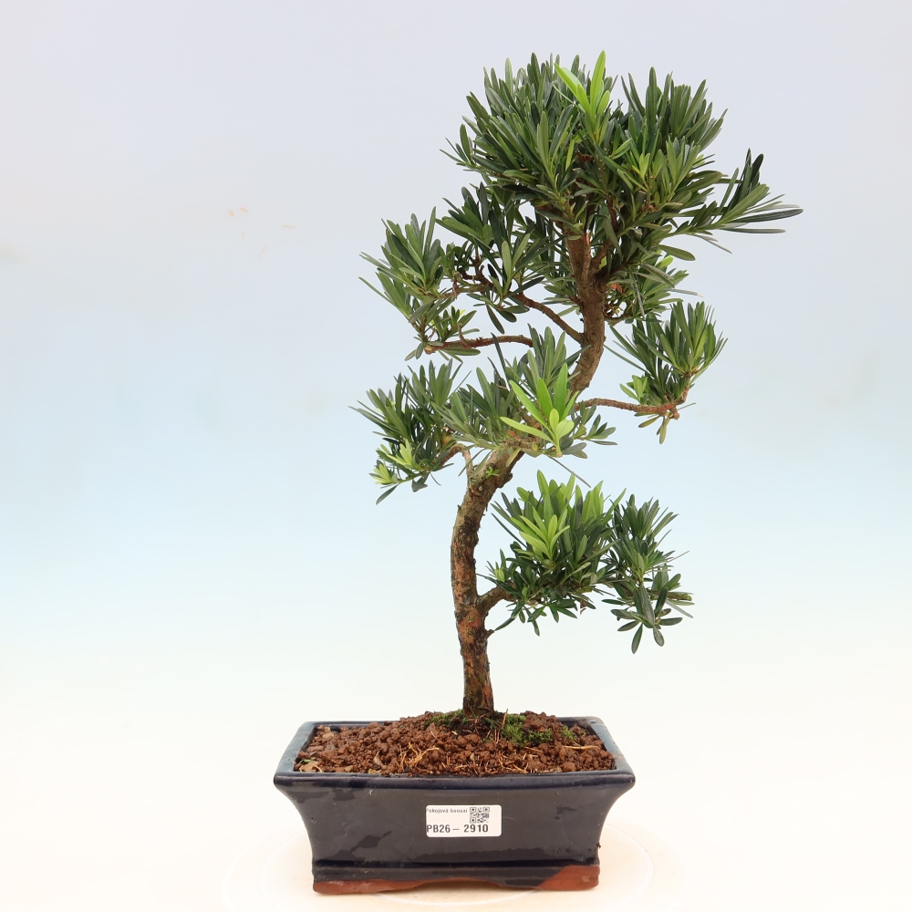 Zimmerbonsai - Podocarpus - Stein-Eibe