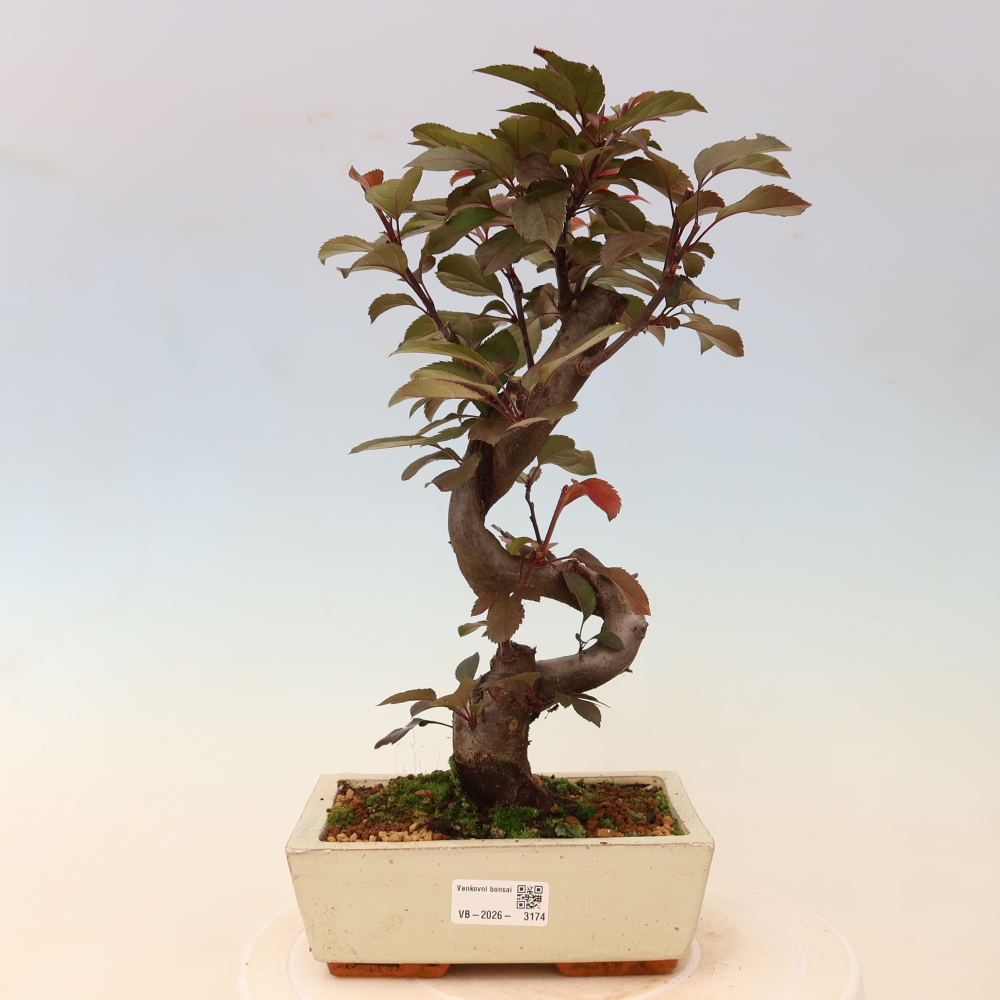 Outdoor-Bonsai -Malus domestica - Kleinfrüchtiger rotblättriger Apfelbaum