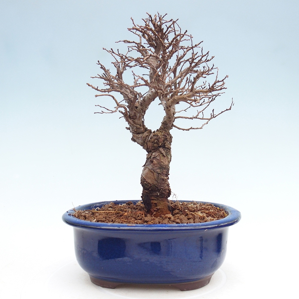 Bonsai für draußen - Zelkova - Zelkova NIRE