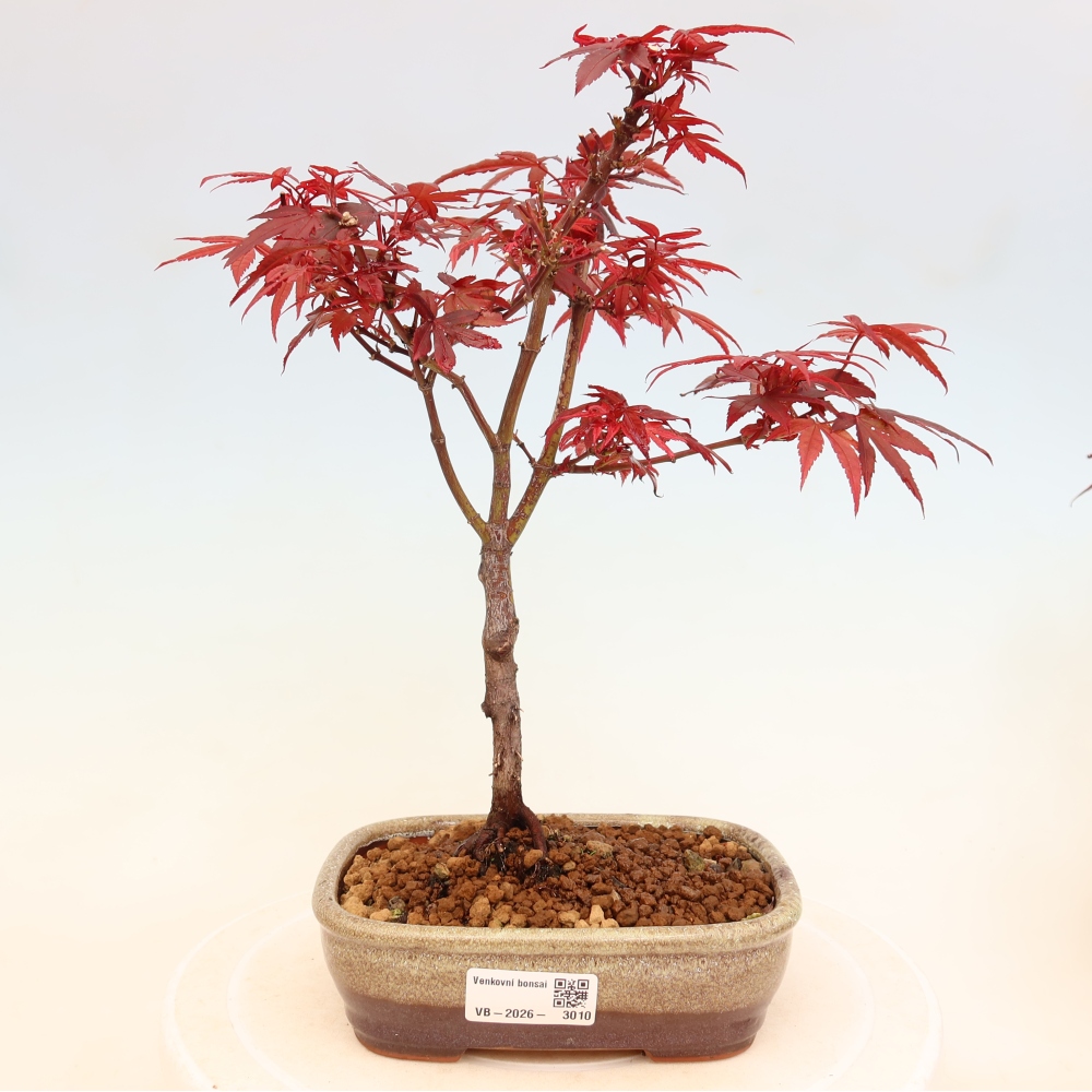 Bonsai für den Außenbereich – Palmenblättriger Ahorn – Acer palmatum „Berry Broom“ 