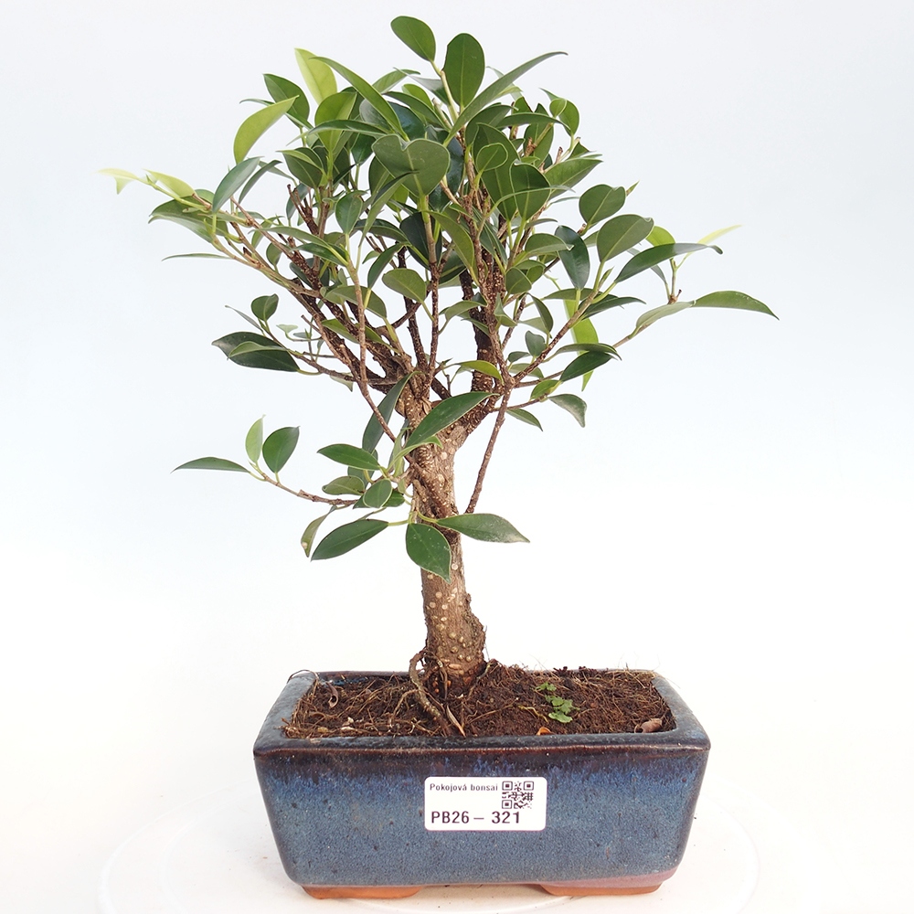 Zimmerbonsai - Ficus retusa - kleinblättriger Ficus