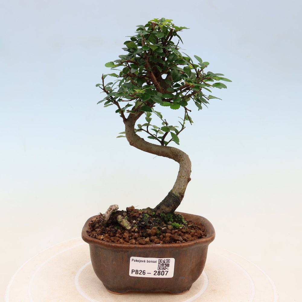 Zimmerbonsai - Ulmus parvifolia - Kleinblättrige Ulme