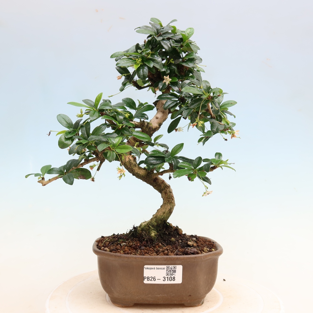 Zimmer-Bonsai - Carmona macrophylla - Tee-Fuki