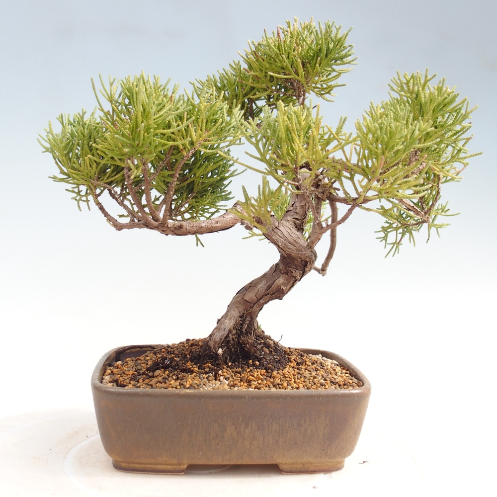 Bonsai für draußen - Juniperus chinensis Kishu