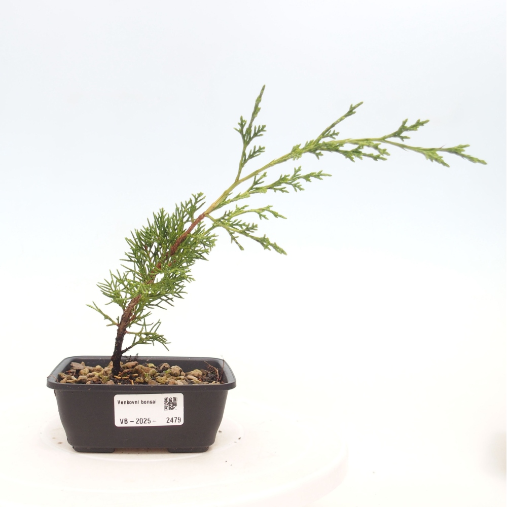 Outdoor bonsai - Juniperus chinensis Itoigawa - Chinese juniper