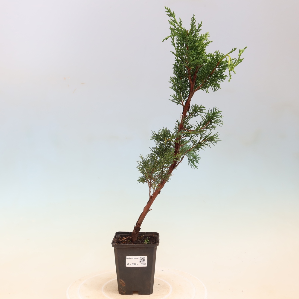 Bonsai für draußen - Juniperus chinensis Kishu