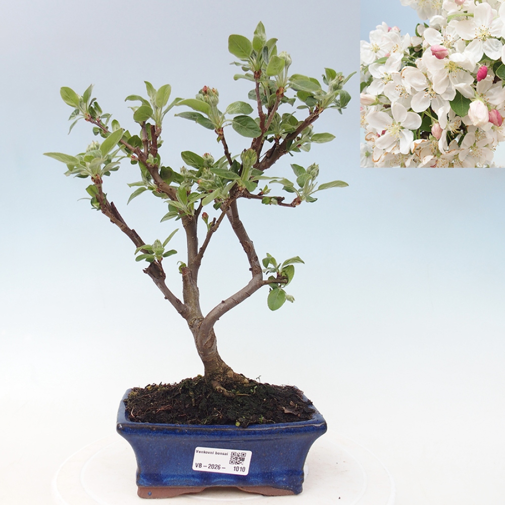 Outdoor-Bonsai -Malus halliana - Kleinfrüchtiger Apfelbaum