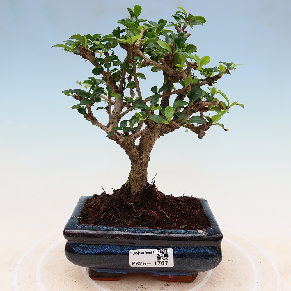 Zimmer-Bonsai - Carmona macrophylla - Tee-Fuki