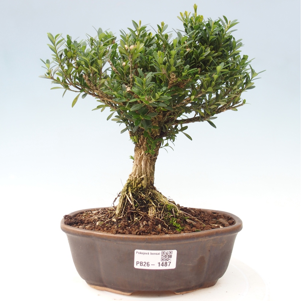 Zimmer Bonsai - Buxus harlandii - Korkbuxus