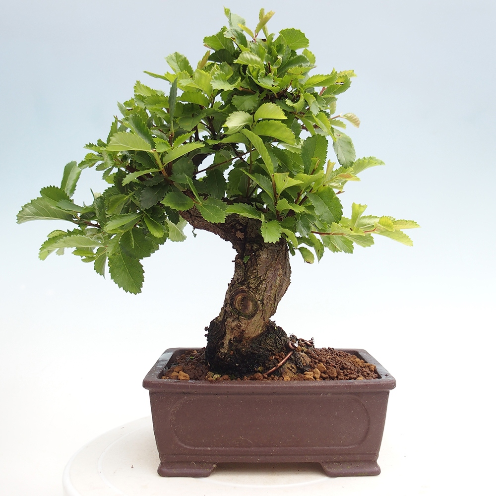 Bonsai im Freien - Zelkova - Zelkova NIRE