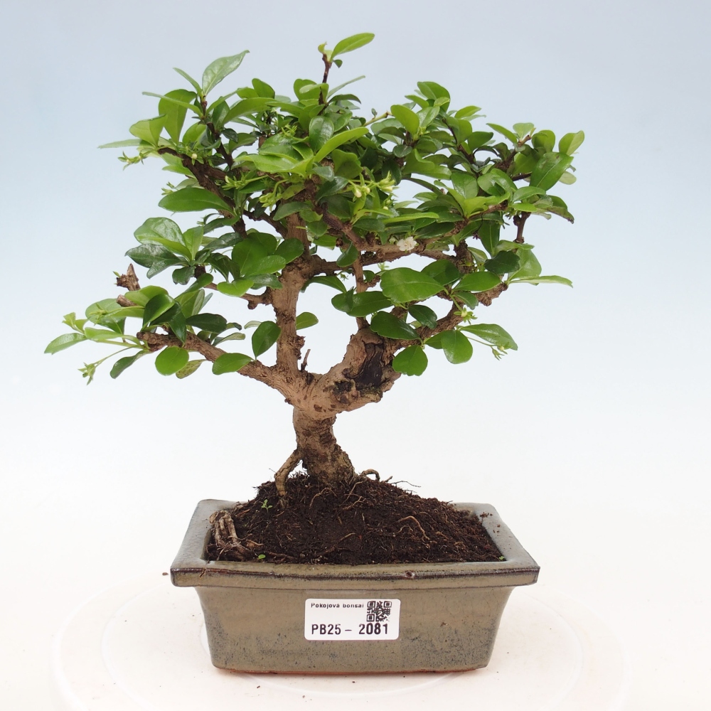 Zimmerbonsai - Carmona Macrophylla - Fuki-Tee