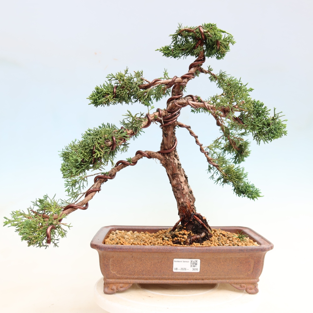 Bonsai für draußen - Juniperus chinensis Kishu