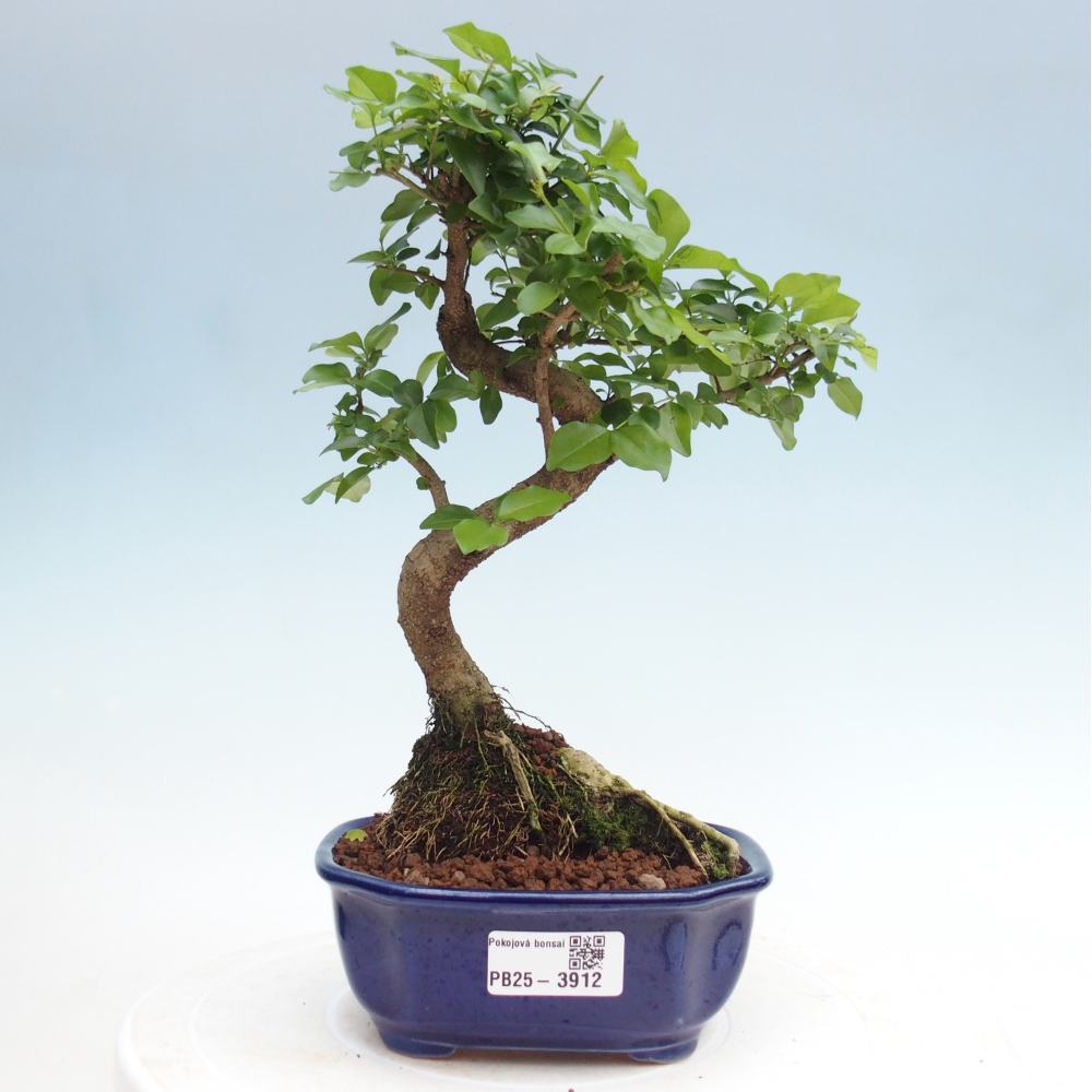 Zimmer Bonsai -Ligustrum chinensis - Vogelschnabel