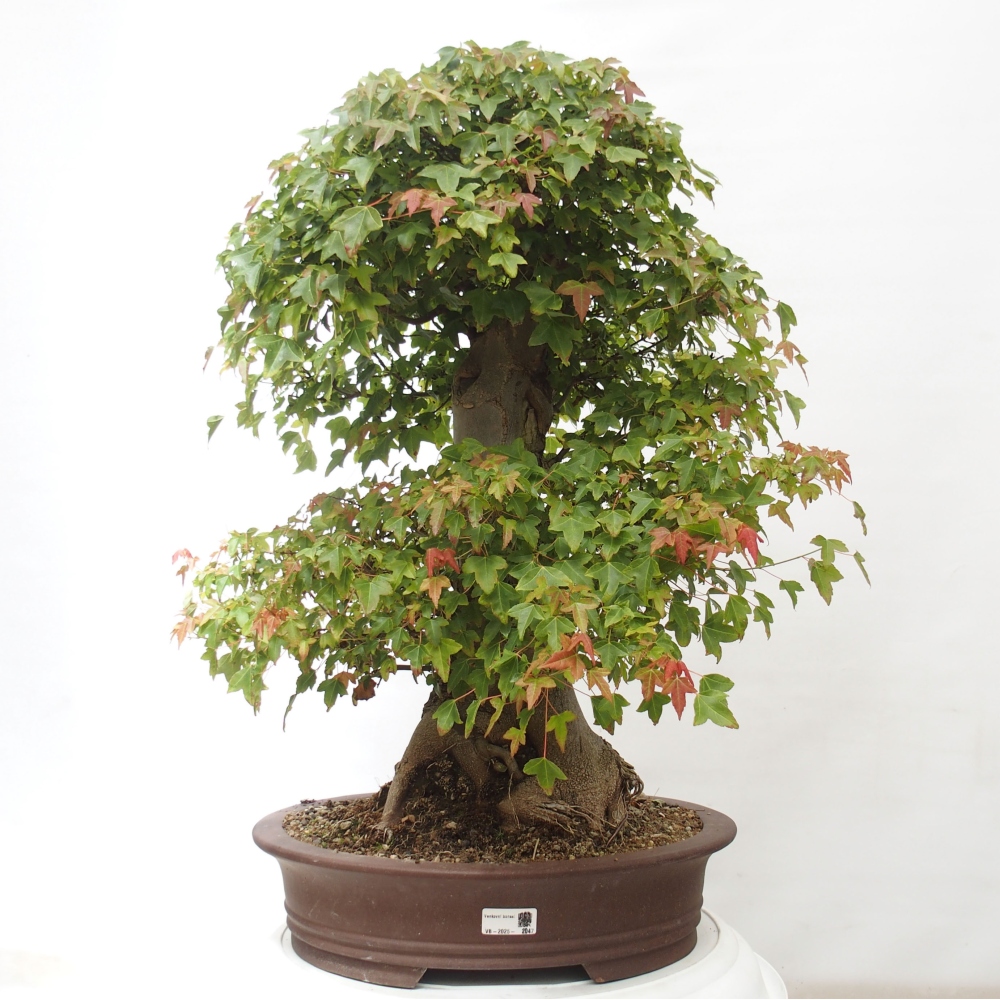 Bonsai im Freien - Ahorn Buergerianum - Burger Maple