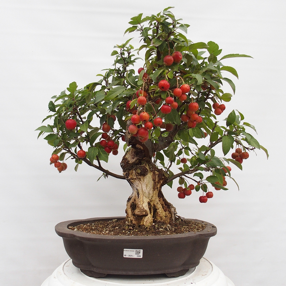 Bonsai im Freien - Malus halliana - Kleinfruchtiger Apfelbaum