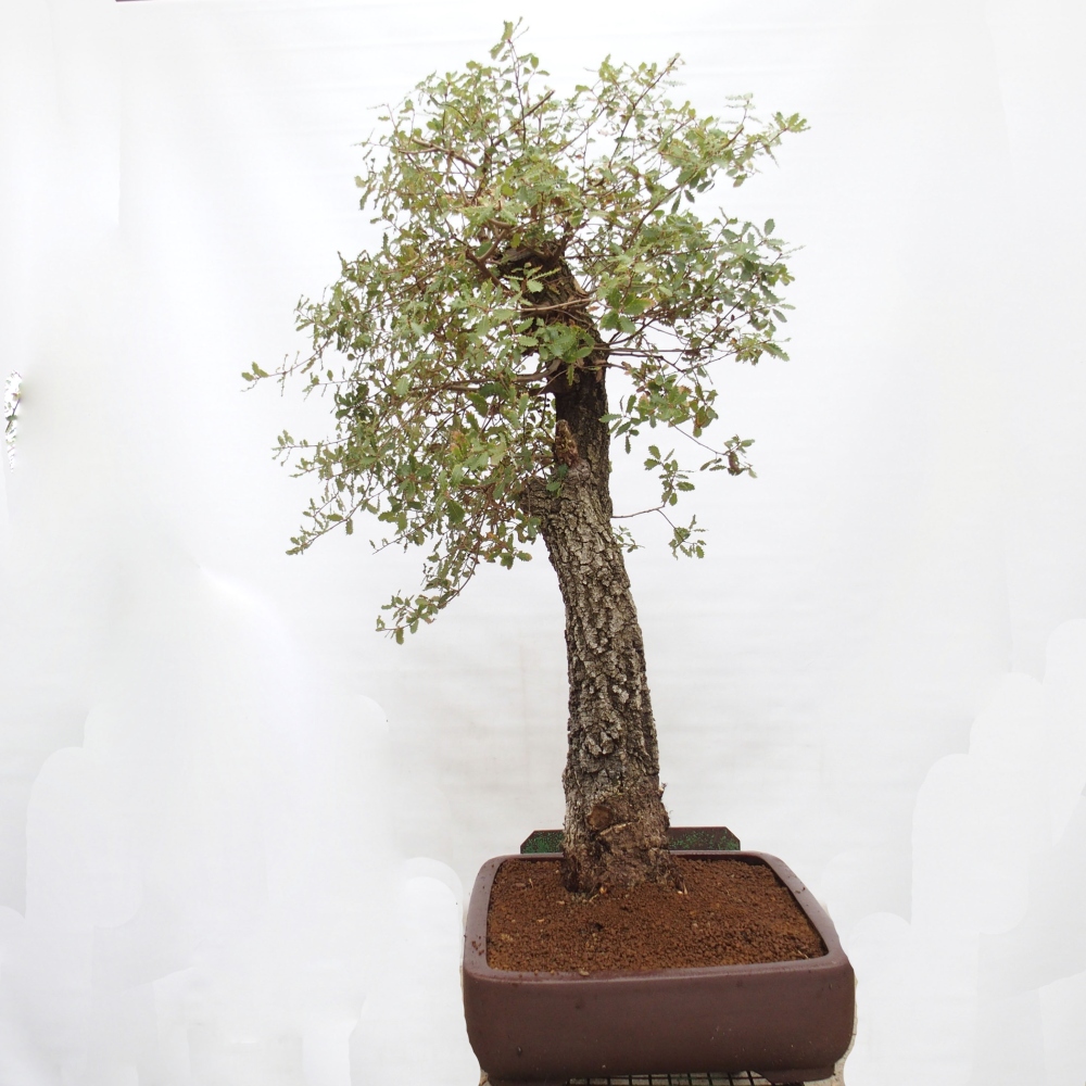 Yamadori - Quercus Ilex - Steineiche